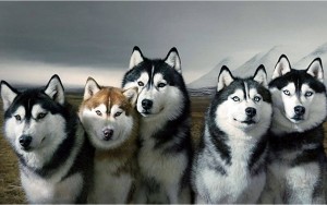 4189_husky