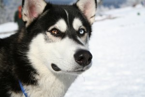 Siberian_Husky_bi-eyed_Flickr