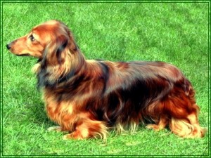 jamnik długowłosy króliczy